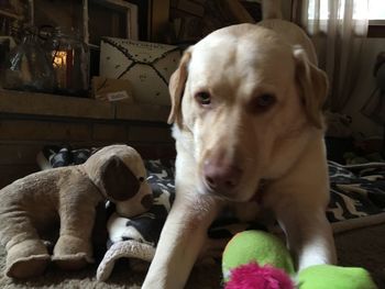 Close-up portrait of dog relaxing on bed at home