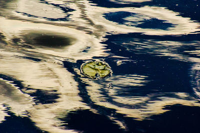 High angle view of turtle in lake