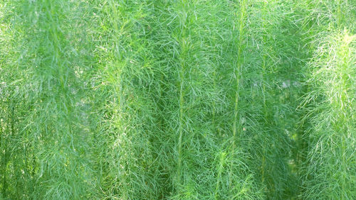 Full frame shot of grass on field