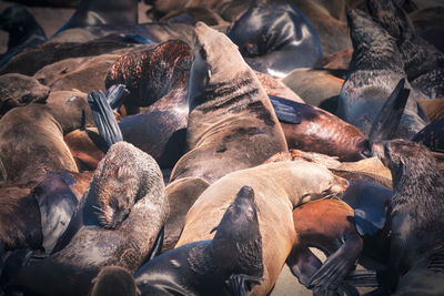 High angle view of animal resting