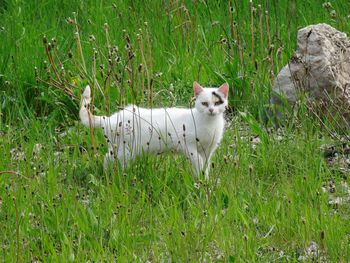 Portrait of cat on grassy field