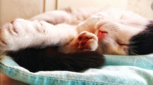 Close-up of cat sleeping