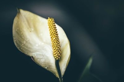 Close-up of yellow flower against black background