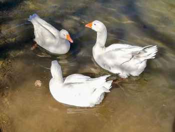 High angle view of swans swimming in lake