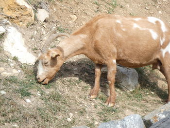 High angle view of sheep on rock