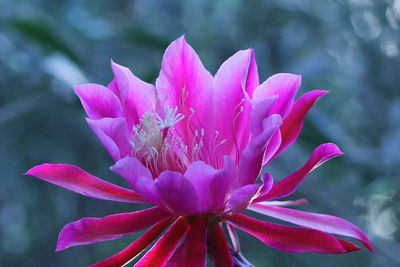 Close-up of pink flowering plant