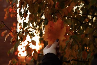 Close-up of person holding autumn leaves