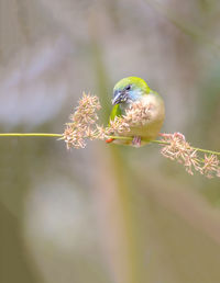 Close-up of bird perching on plant