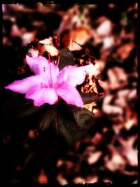 Close-up of purple flowers