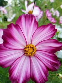 Close-up of pink cosmos flower blooming outdoors