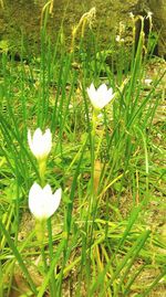 White flowers growing in field