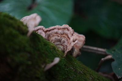 Close-up of moss on tree trunk