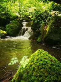 Scenic view of waterfall in forest