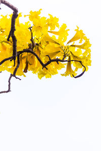 Close-up of yellow flowering plant against white background