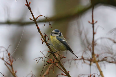 Close-up of bird perching on branch