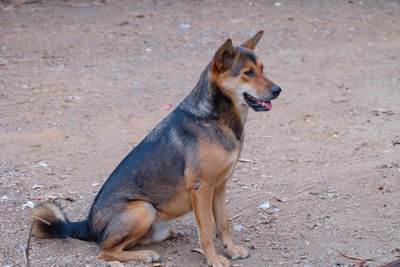 High angle view of dog looking away