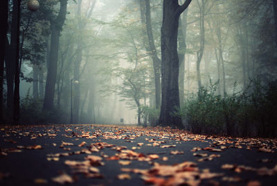 Empty country road along trees