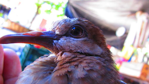 Close-up of baby chick in hand