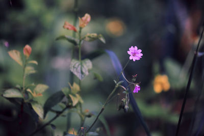 Close-up of purple flowers