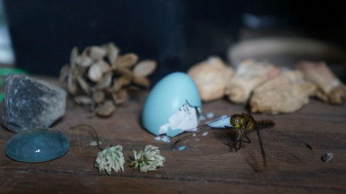 Close-up of insect and other items on table