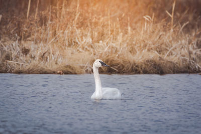 Swan swimming in lake