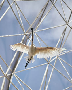 Low angle view of bird flying