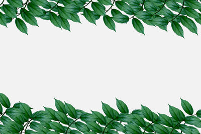 Close-up of leaves against white background