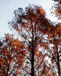 Low angle view of trees in forest during autumn