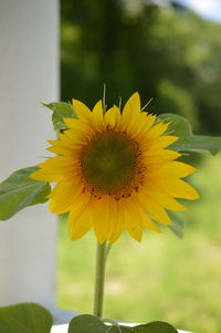 Close-up of yellow flower