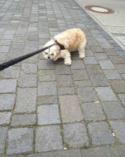 Dog on street