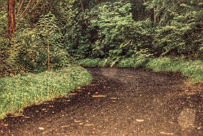 Road by trees