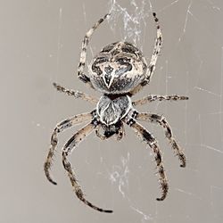 Close-up of spider on web