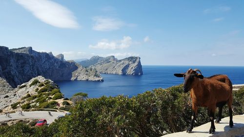 Goat standing on retaining wall by sea