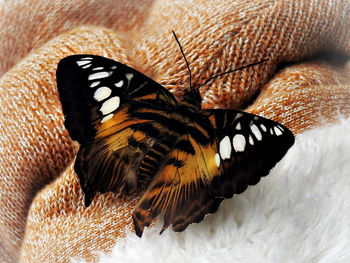 Close-up of butterfly