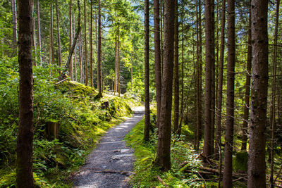 Footpath amidst pine trees in forest