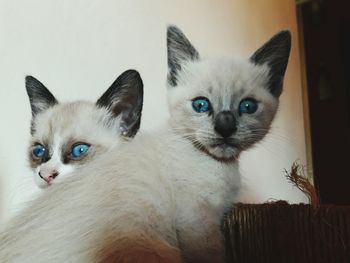 Close-up portrait of kitten at home