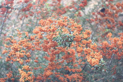 Close-up of flowering plant