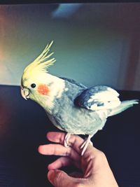 Close-up of a hand holding bird