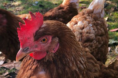 Close-up of a bird - chicken