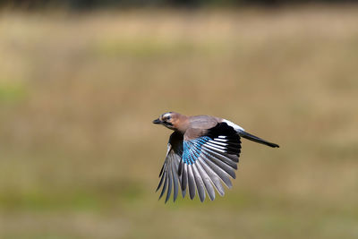 Close-up of a bird flying