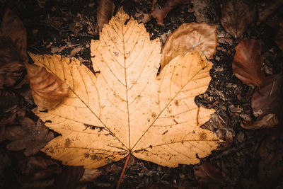 High angle view of dried maple leaf on land