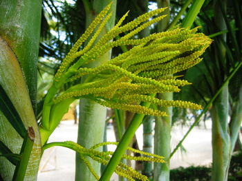 Close-up of fresh green plant