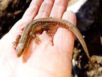 Close-up of human hand