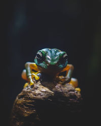 Close-up of frog on rock