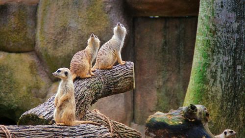 Meerkats sitting on tree trunk at zoo