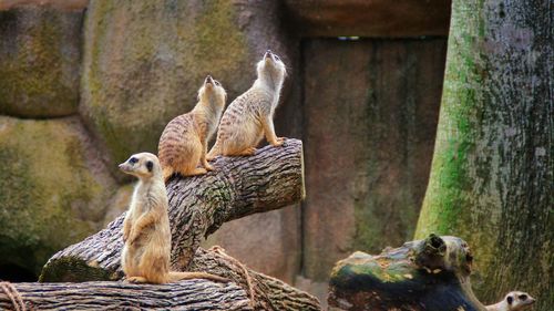 Close-up of sheep on tree trunk