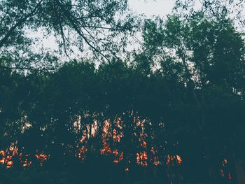 Low angle view of flowering trees in forest against sky