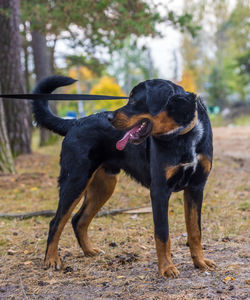 Black dog standing on field