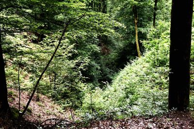 Plants and trees in forest