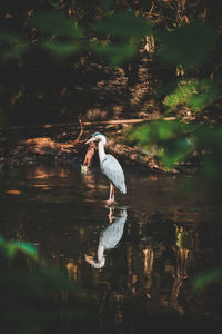 Bird in a lake